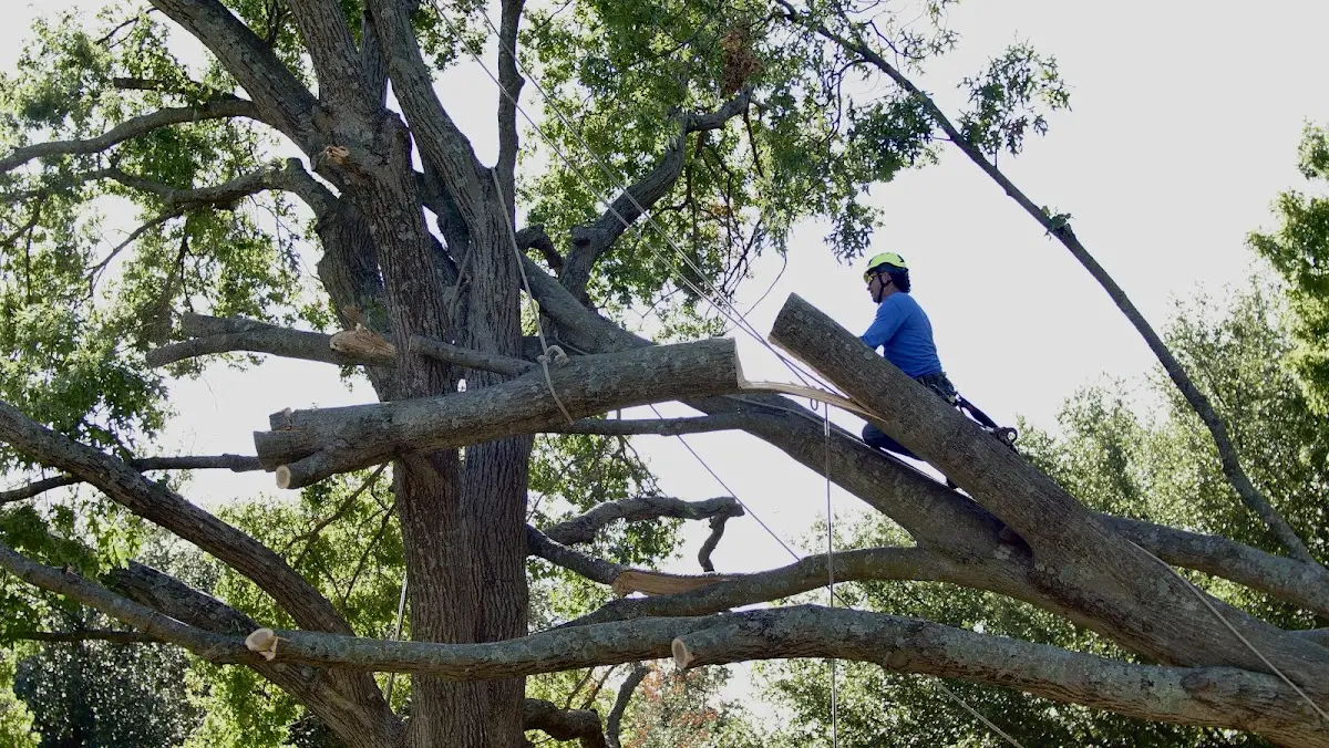Professional Crown Thinning performed by certified arborists in Roseboom
