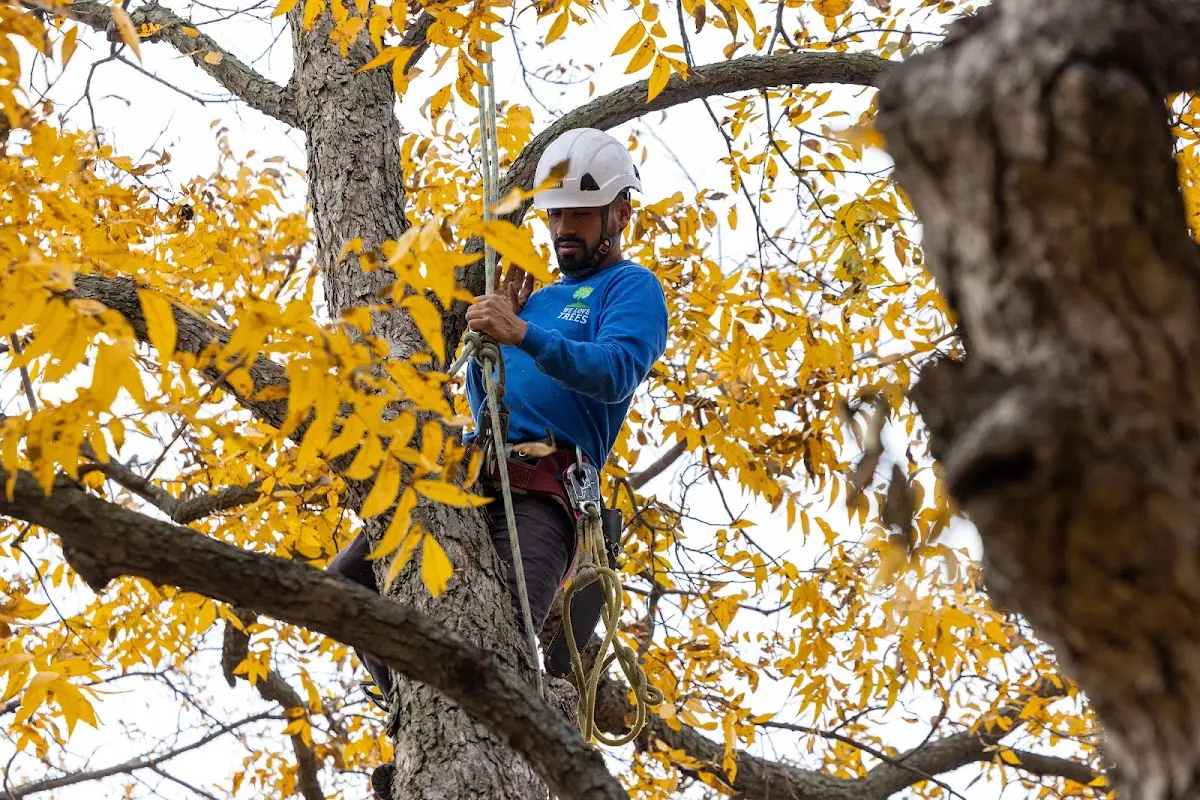 Skilled Tree Pruning crew working in Roseboom