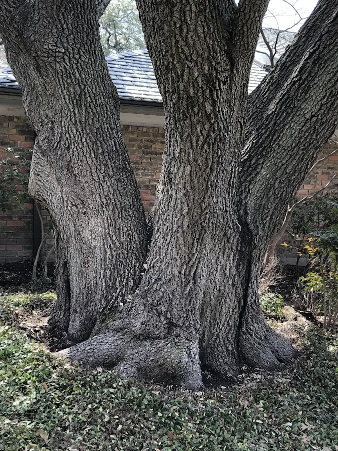 Mature heritage tree close to a Roseboom property cared for by certified arborists
